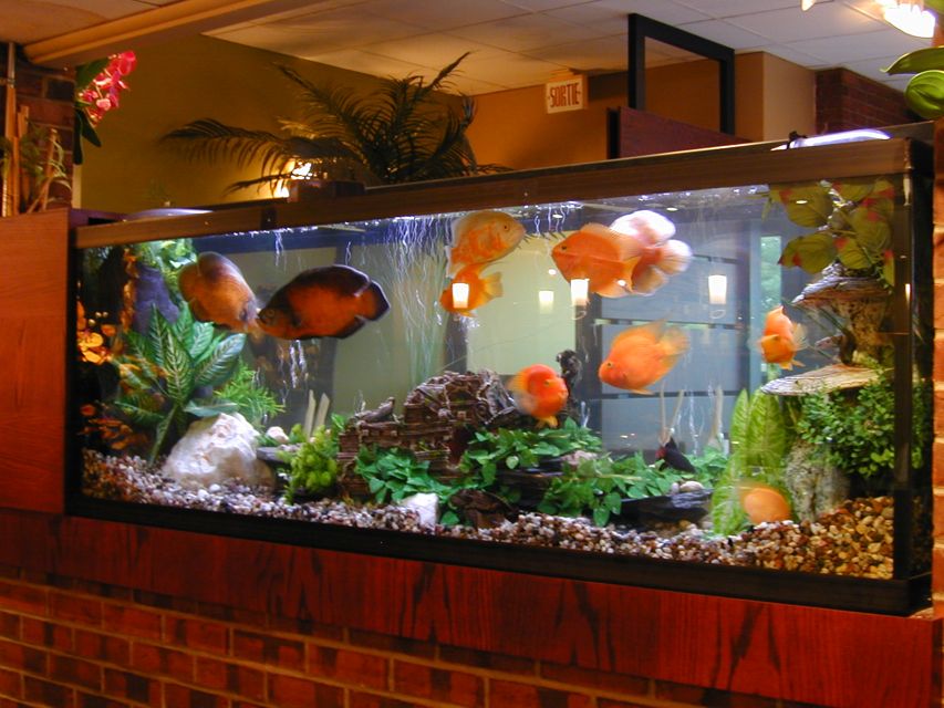 Maintenir un aquarium, une expérience pédagogique passionnante